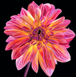 Scott Jacobs Scott Jacobs Chrysanthemum