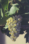 Scott Jacobs Scott Jacobs Heard It Through The Grape Vine