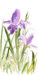 Phillip Anthony Art Phillip Anthony Art St. Augustine Iris (SN) (Gallery Wrapped)