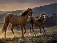 Nancy Glazier Nancy Glazier Star and Her Foal (AP)