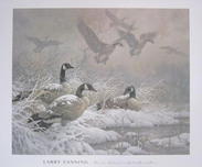Larry Fanning Larry Fanning Winter Retreat - Canada Geese (Poster) 