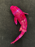 Ancizar Marin Ancizar Marin Koi Fish (Large) (Hot Pink and Magenta Stripes)