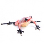 Frogman - Tim Cotterill Frogman - Tim Cotterill Pekoe
