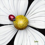 Michael Godard  Michael Godard  White Flower Ladybug (AP)