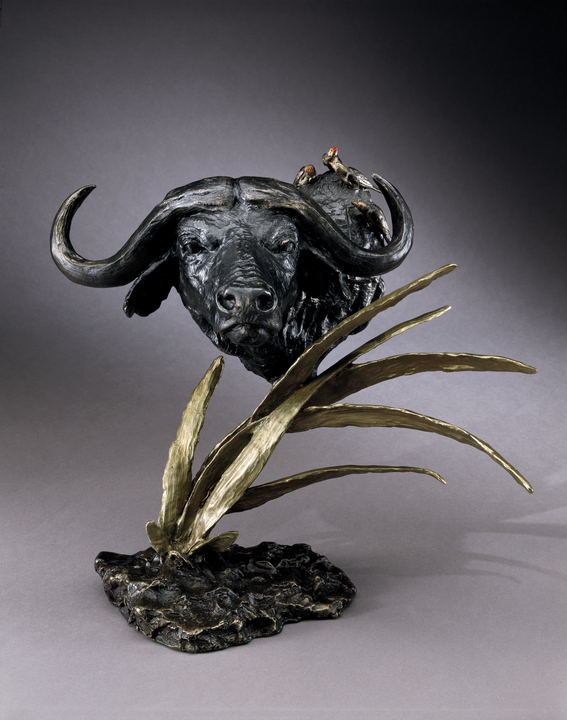 Mark Hopkins Cape Buffalo
