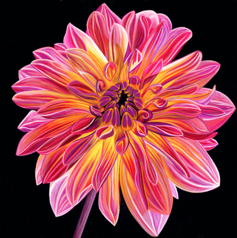Scott Jacobs Chrysanthemum