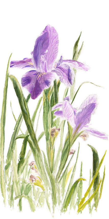 Phillip Anthony St. Augustine Iris (SN) (Gallery Wrapped)