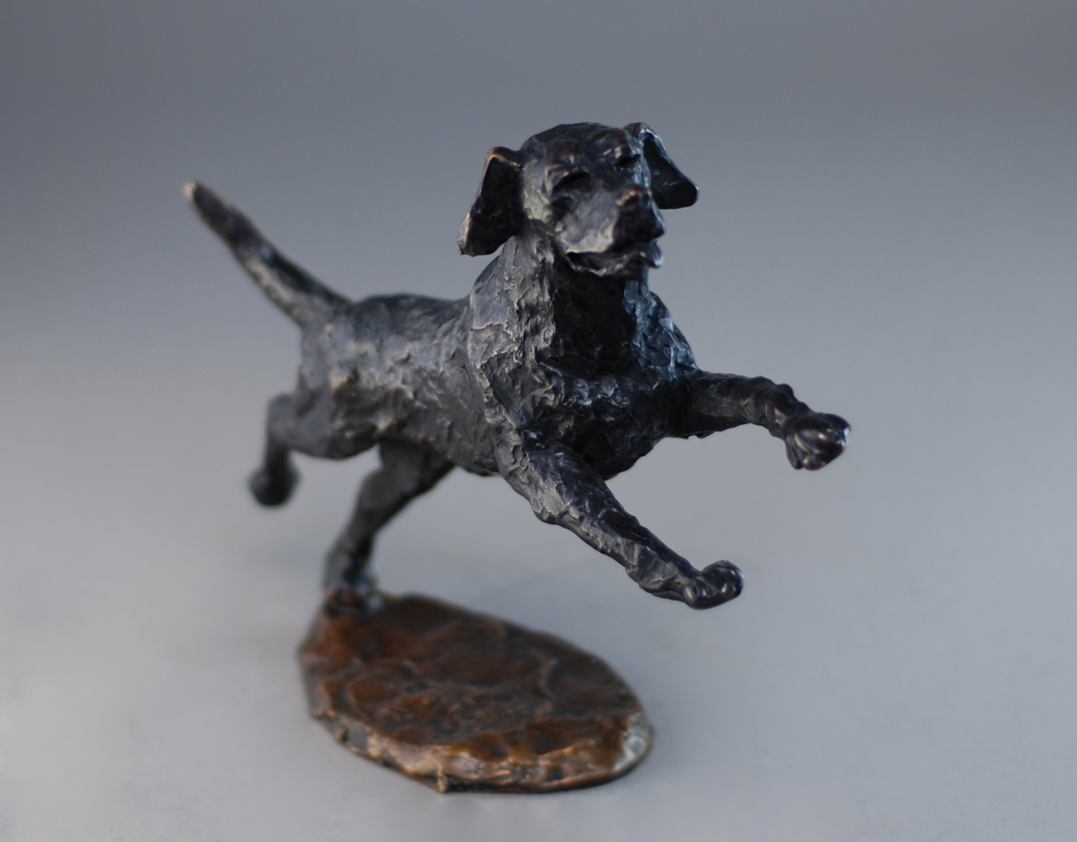 Mark Hopkins Labrador