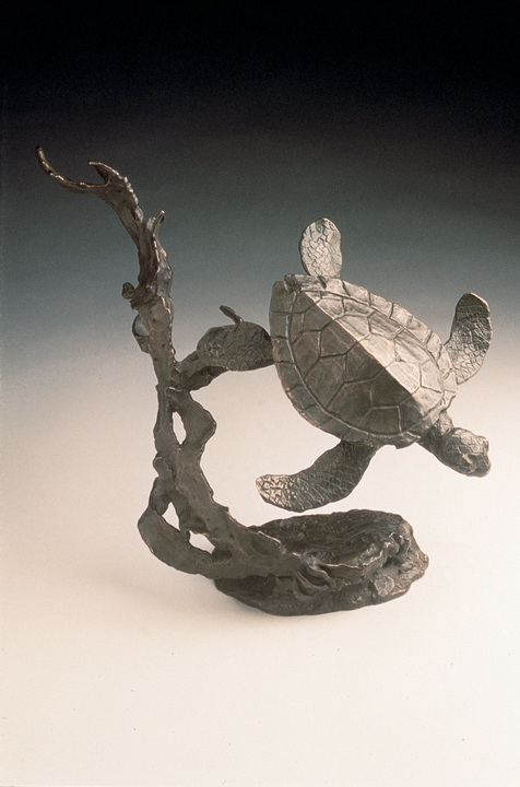 Mark Hopkins Sea Turtle